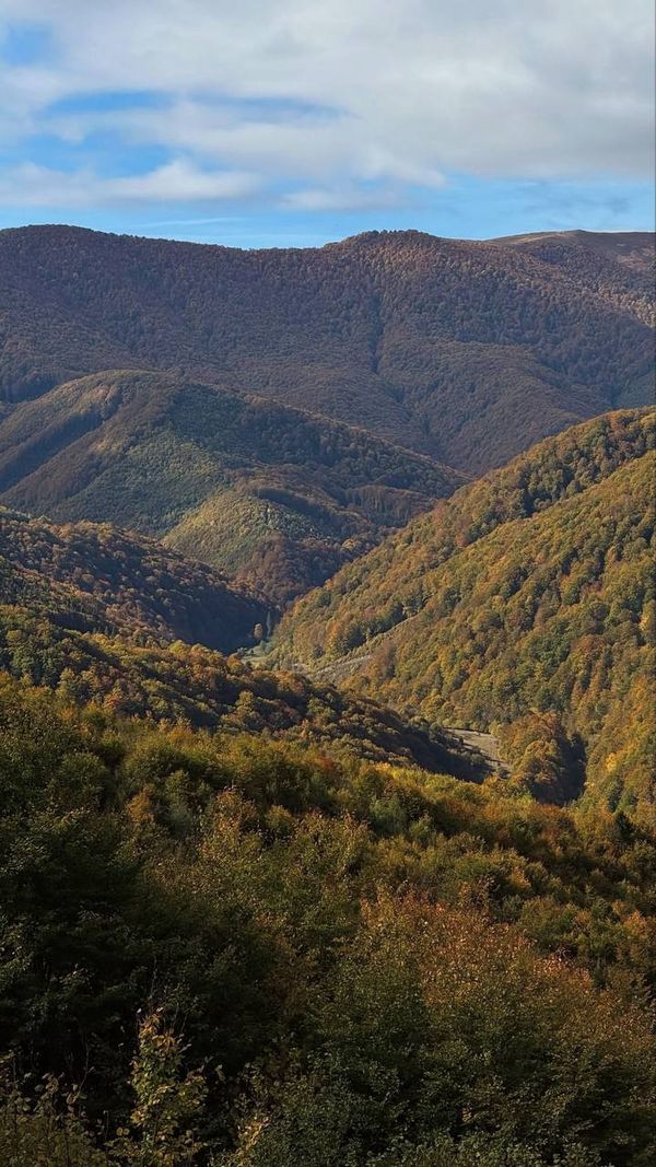 Аліна Шаповал