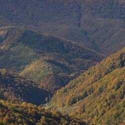 Аліна Шаповал